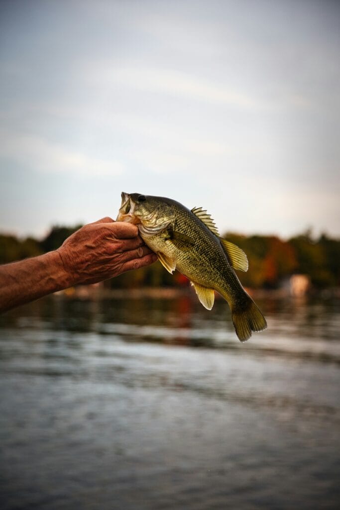 man holding bass fish
